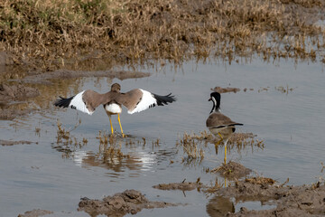 White-tailed lapwing or Vanellus leucurus observed near Nalsarovar in Gujarat