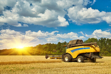 Obraz premium Combine harvester working on a wheat field. Seasonal harvesting the wheat.