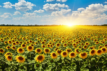 Obraz premium Panorama Landscape Of Sunflower fields And blue Sky clouds Background.Sunflower fields landscapes on a bright sunny day