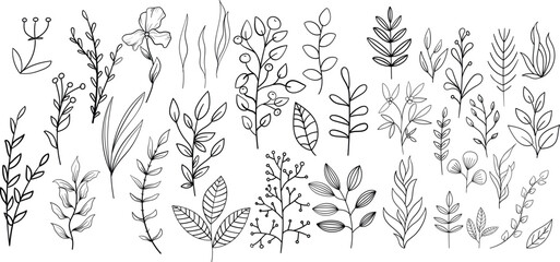  Plant brunches doodle illustration including different tree leaves. Hand drawn cute line art of forest flora - eucalyptus, fern, berries, blueberries. 