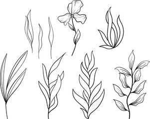 Plant brunches doodle illustration including different tree leaves. Hand drawn cute line art of forest flora - eucalyptus, fern, berries, blueberries. Outline rustic botanical drawing for coloring
