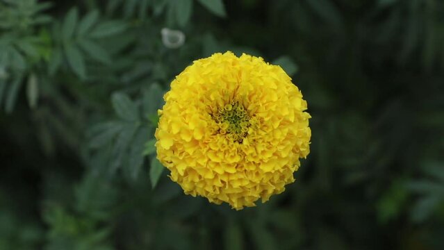 The beautiful yellow marigold flowers are close to view swaying in the wind