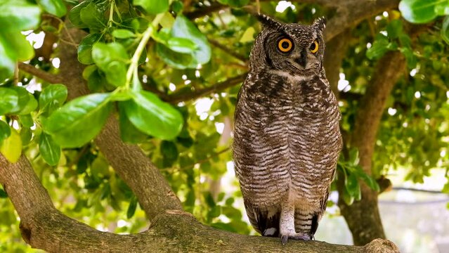 African Spotted Eagle-Owl perched on branch in tree canopy; full length close-up