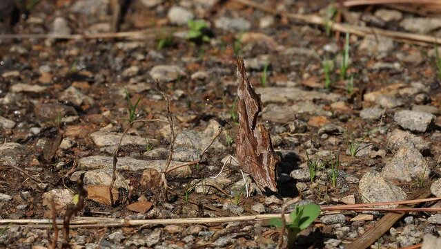 Close up of a comma butterfly (Polygonia c-album) drinking from moist pebbles in afternoon sunlight