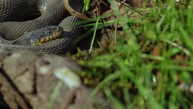 Racked focus clip of forest vegetation with a resting water snake (Nerodia) in the background in evening light