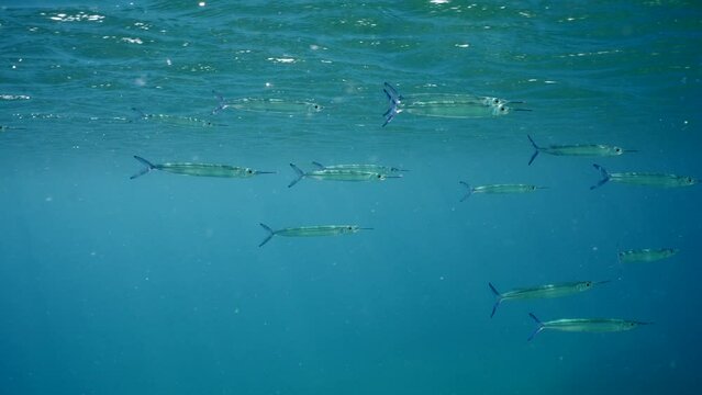 School of Red Sea Halfbeak (Hyporhamphus gamberur) swims under of blue water surface in sunny day, Slow motion