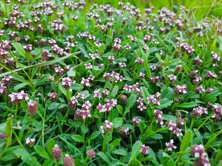 Fototapeta na wymiar White and purple flowers of the Green Phyla nodiflora plant in a garden