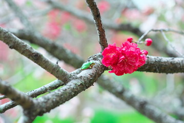 桃の花を眺めるカエル