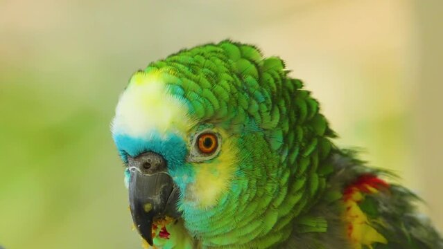 Close up portrait of the face of an exotic turquoise fronted amazon bird.