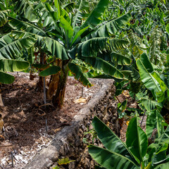 La Palma Banana Plantations. Northern Tropical Landscape of La Palma. Canary Islands, Spain.