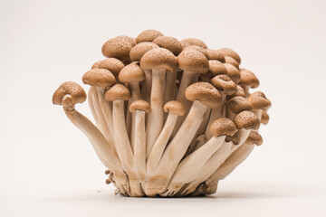 Raw beech mushrooms isolated on white background.