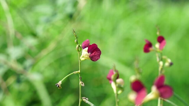 The flower of Macroptilium lathyroides (Also known phasey bean). The plant spreads readily from seed under moist conditions