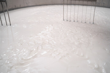 Milk in curd preparation tank at cheese factory, close up. Cheese production