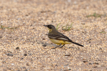 Western yellow wagtail or Motacilla flava observed near Nalsarovar in Gujarat