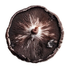 mushroom isolated