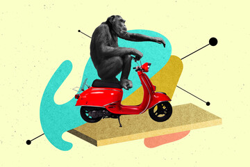 Creative collage portrait of black white effect monkey driving scooter isolated on creative painted...
