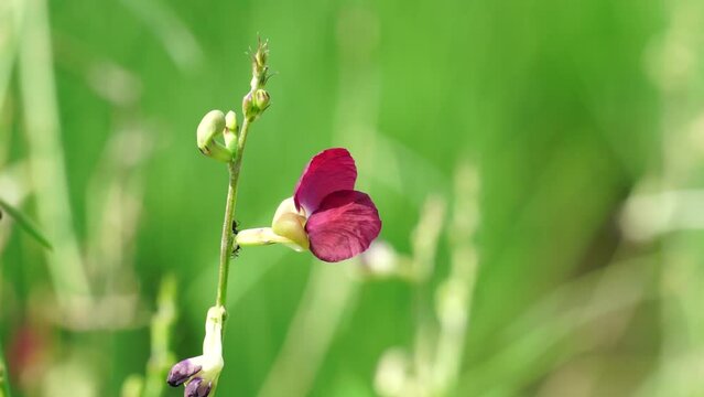 The flower of Macroptilium lathyroides (Also known phasey bean). The plant spreads readily from seed under moist conditions
