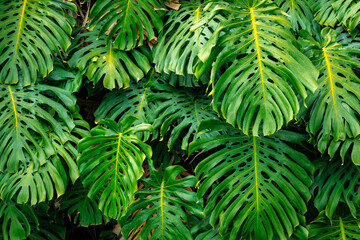Fototapeta na wymiar Green Tropical Leaves of Exotic Plant Growing in Wild. Tropical Rainforest Plant. Amazon Nature Background. 