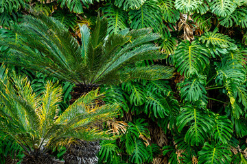 Green Tropical Leaves of Exotic Plant Growing in Wild. Tropical Rainforest Plant. Amazon Nature Background. 