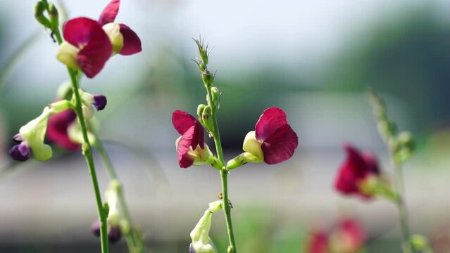 The flower of Macroptilium lathyroides (Also known phasey bean). The plant spreads readily from seed under moist conditions