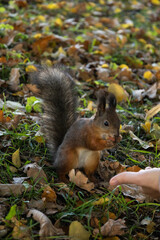 Naklejka na ściany i meble Hands of woman feeding a squirrel in the autumn park
