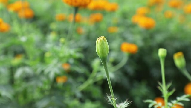 Marigold bud in the garden