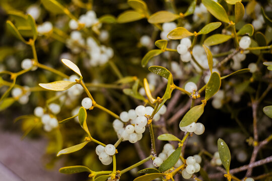 Mistletoe Ripe Birdlime Billeder – Gennemse 2,483 stockfotos, vektorer og videoer ...