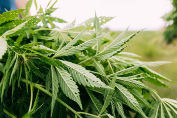 Legal Green Marijuana Cannabis Leaves Growing At Farm In Summer Day, Beautiful Cannabis Background. Cultivation Background. Marijuana Cultivation Green Lush Background Of Leaves. Young Cannabis Plant.