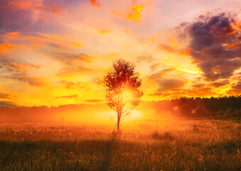 Sunset Sunrise In Misty Autumn Meadow Landscape With Lonely Tree. Sun Sunshine With Natural Sunlight Through Wood Tree In Morning. Scenic View. Autumn Nature.