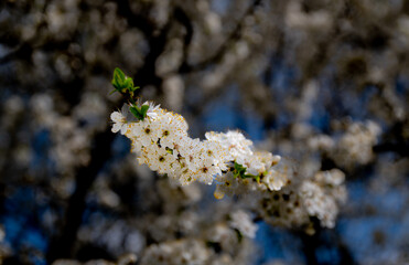 Spring fruit tree white bloom 3