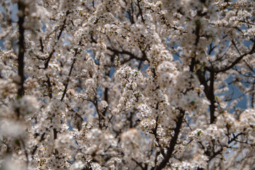 Spring fruit tree white bloom 2