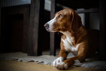 portrait of a brown dog indoor