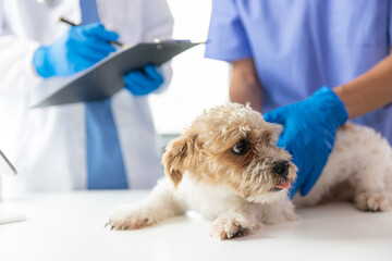 A skilled male veterinarian or veterinarian analyzing animal health.