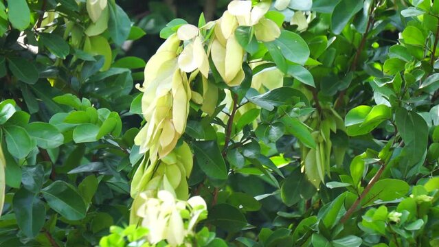 Maniltoa lenticellata (Also called silk handkerchief tree, cascading bean, bunga sapu tangan, and native handkerchief tree). Maniltoa lenticellata can grow up to 22 m (72 ft) tall