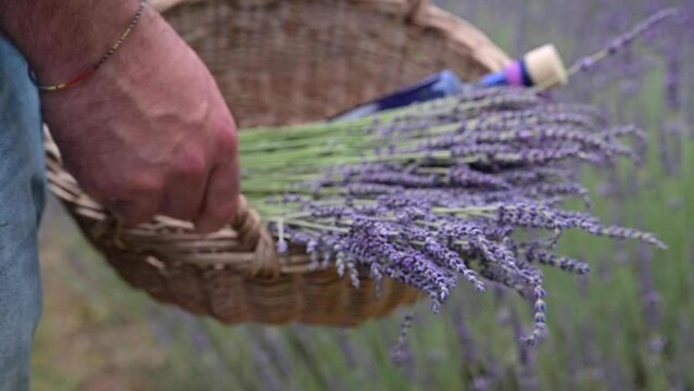 Lavender in the field. FLOWERING LAVENDER BUSHES IN A WARM SUMMER DAY. High quality 4k footage