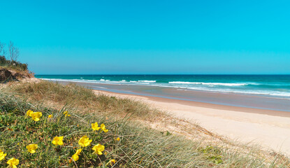 Beautiful wide panoramic view of the Peregian beach with rolling waves of Pacific ocean on a sunny day, Sunshine Coast, Queensland, Australia.