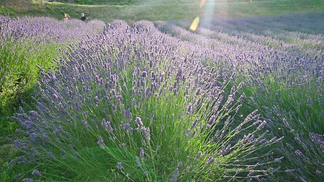 Lavender in the field. FLOWERING LAVENDER BUSHES IN A WARM SUMMER DAY. High quality 4k footage