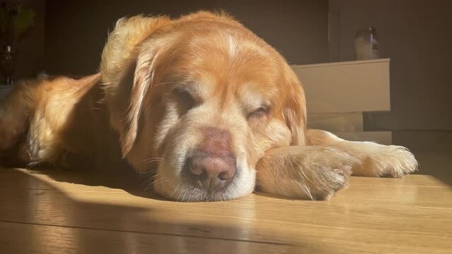 Static shot of a golden retriever getting to sleep lying on his paw on laminate flooring