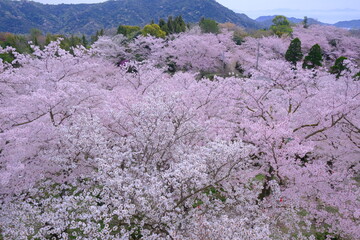 満開の桜で覆われた山の風景