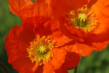 POPPY / 接写ポピー