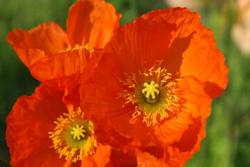 POPPY / ポピー　接写