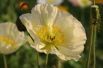 POPPY / 接写ポピー