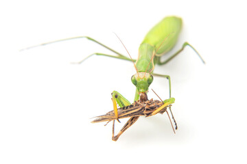 praying mantis eats a grasshopper close-up on a white background. Hunting in the world of insects. Prey for eating insects
