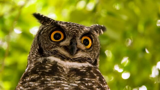 Spotted Eagle-Owl with piercing yellow eyes in tree; close-up on face