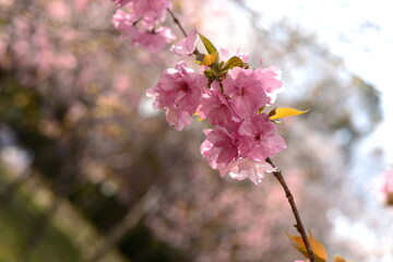 Cherry Blossom 