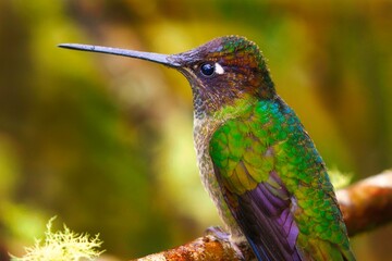 Kolibri in Costa Rica © Norbert