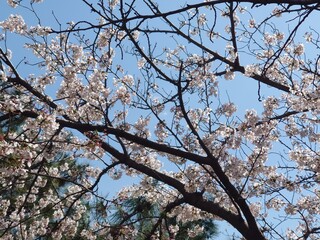 beautiful blossoms and sky in springtime