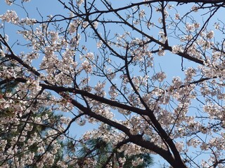 beautiful blossoms and sky in springtime