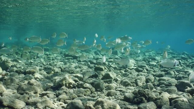 School of fish swims in shallow water above rocky seabed, Slow motion. Shool of Common Silver Biddy or Strong-spined Silver-biddy (Gerres longirostris) floats over rocky bottom on sunny day