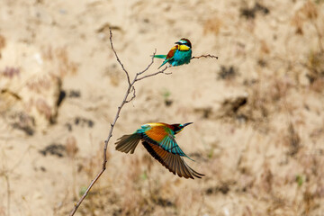 Colorful Bee Eater in the Danube Delta	
